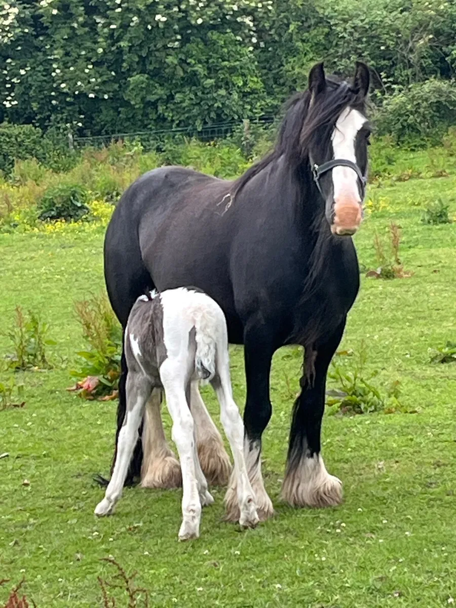 Horse - Image 2