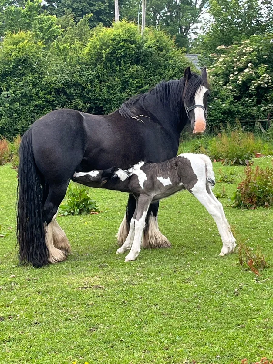 Horse - Image 1