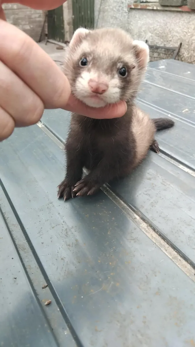 Ferrets - Image 3