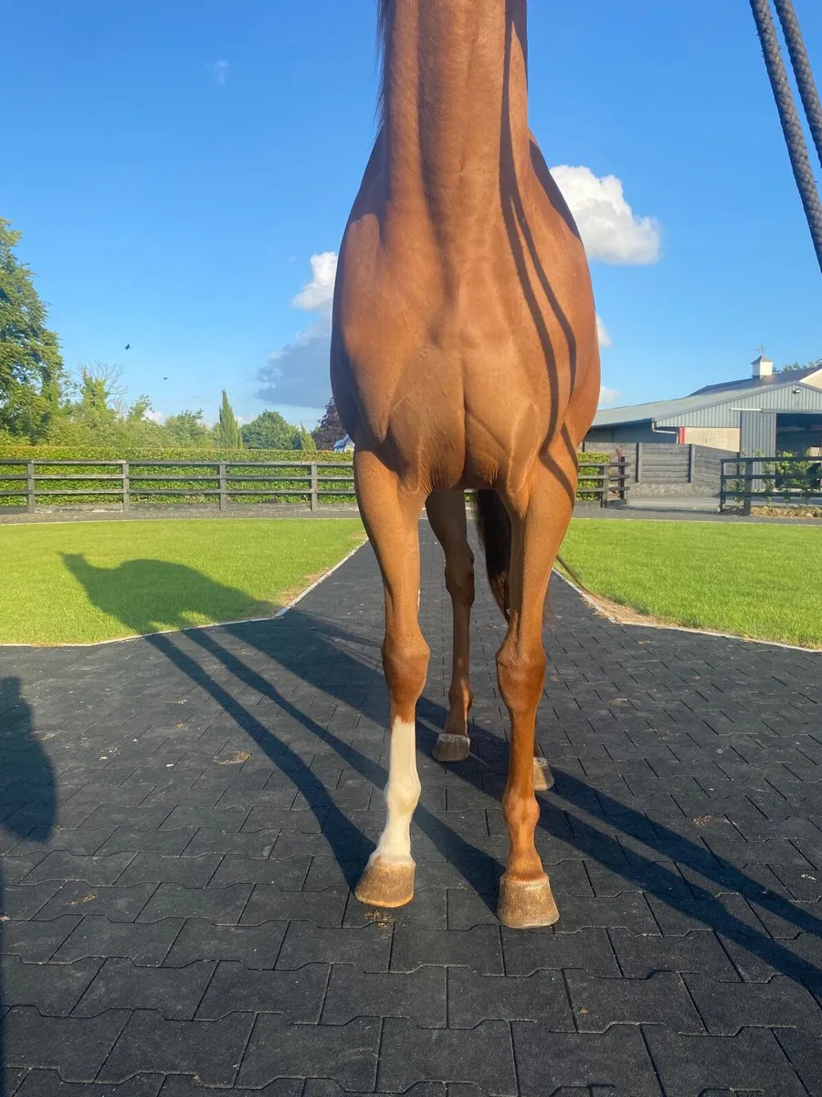 Calyx 2yo Filly - Image 2