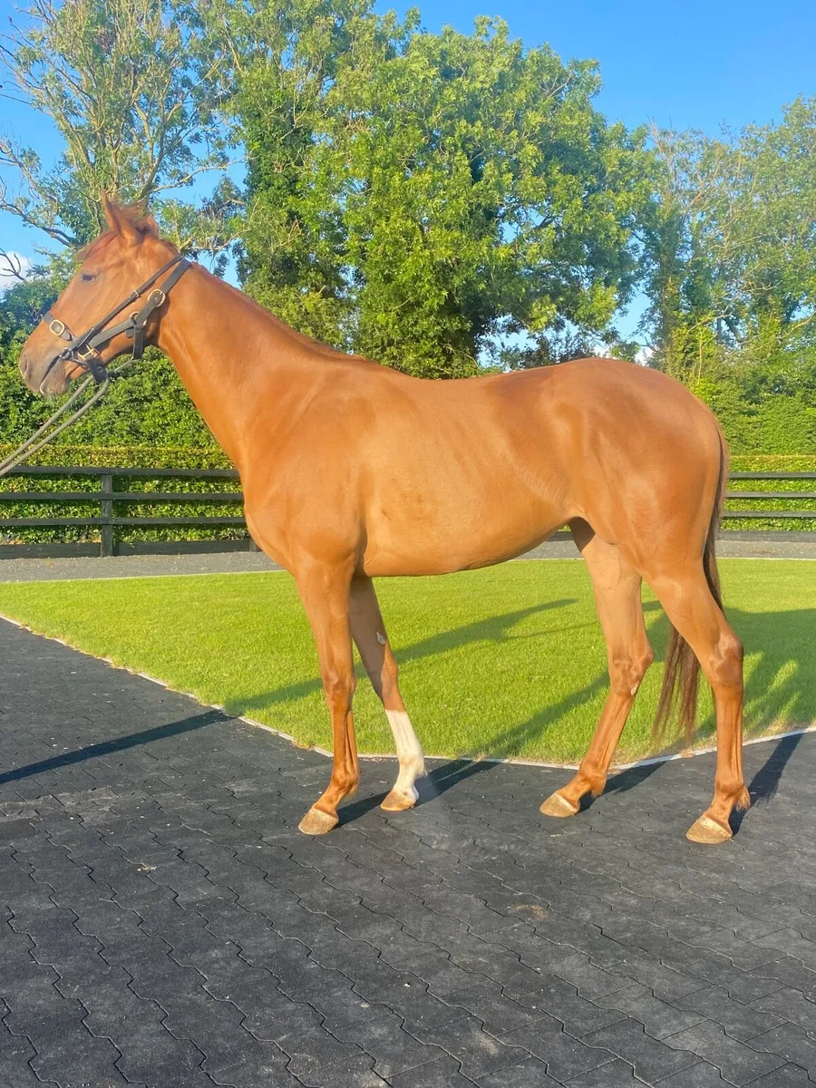 Calyx 2yo Filly - Image 1