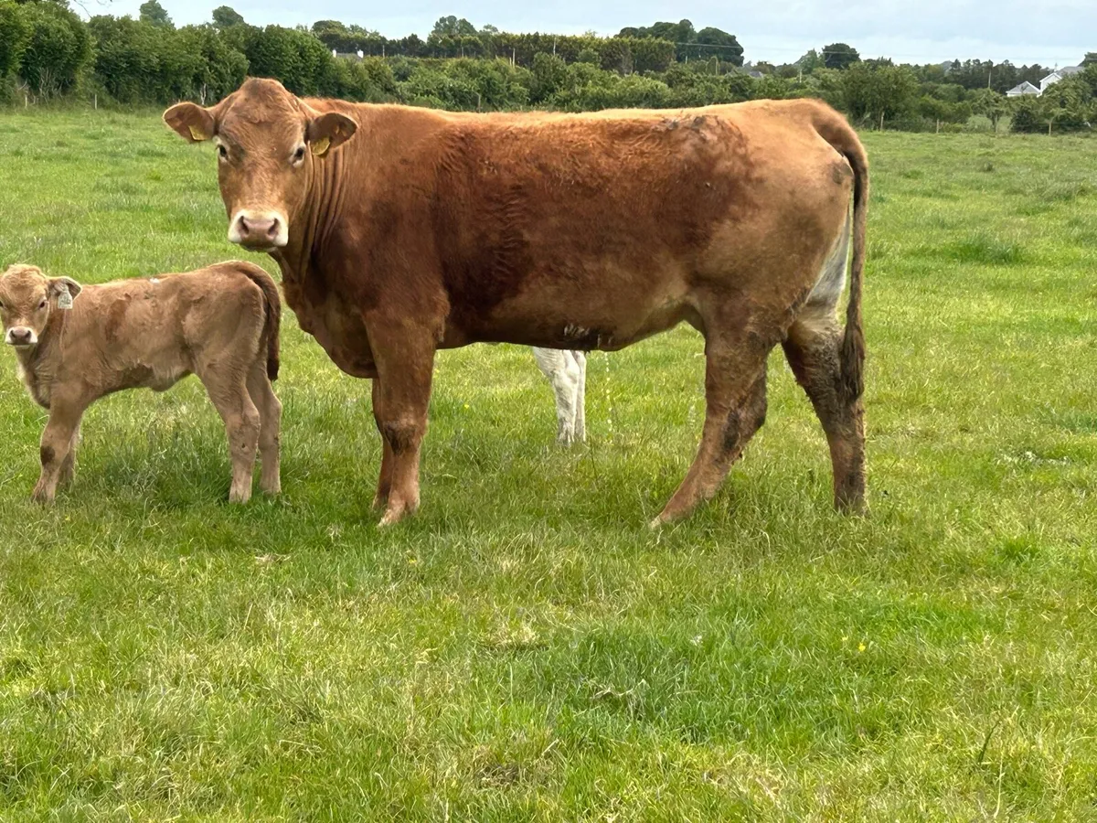 Super second calved limousine cow and heifer calf - Image 2