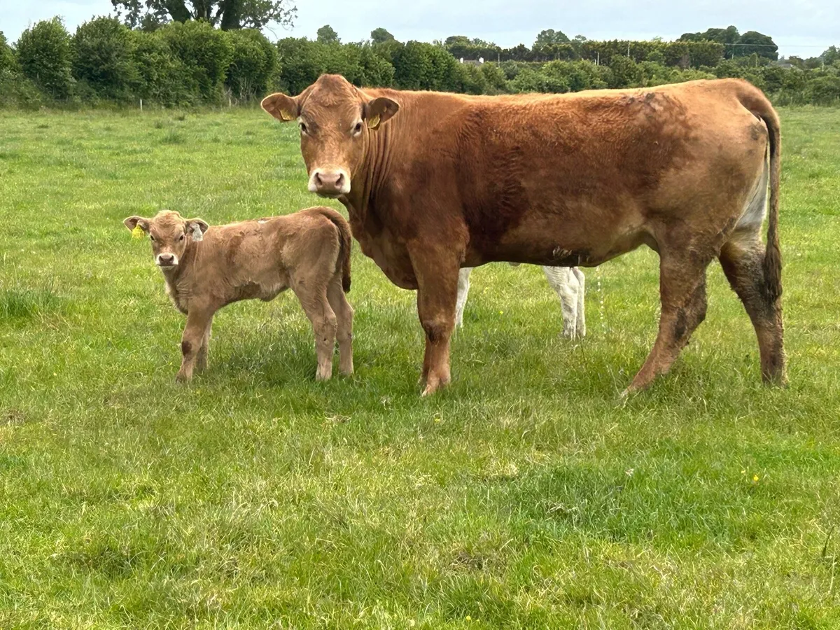 Super second calved limousine cow and heifer calf - Image 3