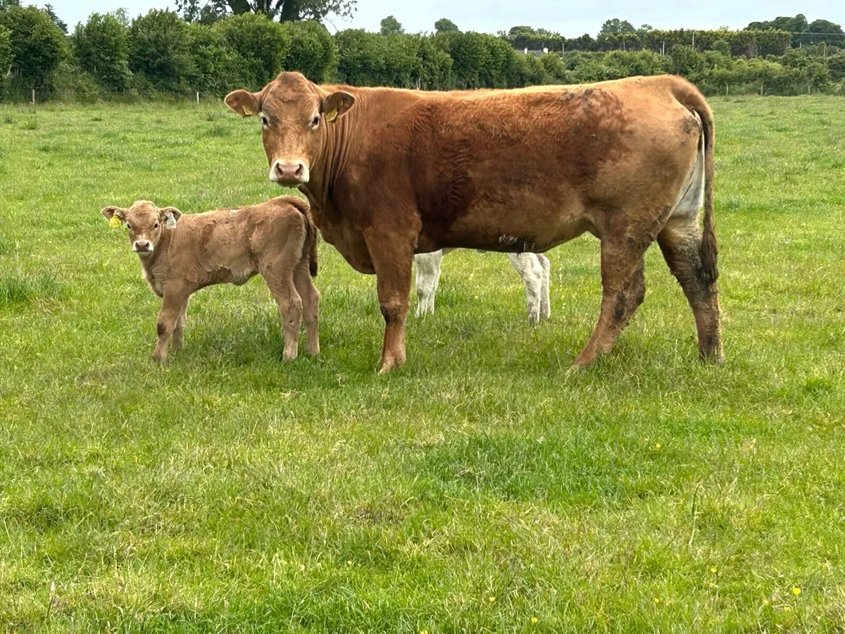 Super second calved limousine cow and heifer calf - Image 4