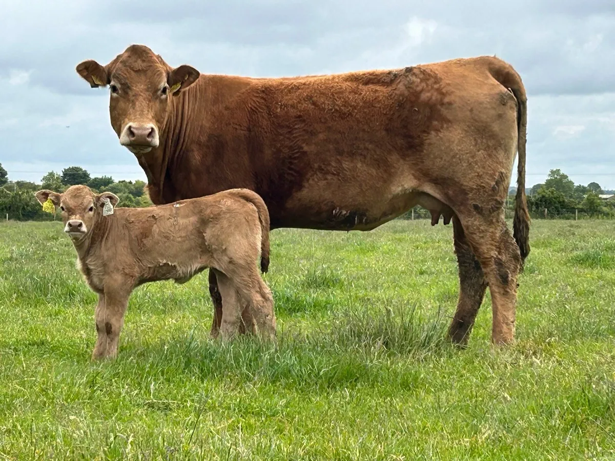 Super second calved limousine cow and heifer calf - Image 1