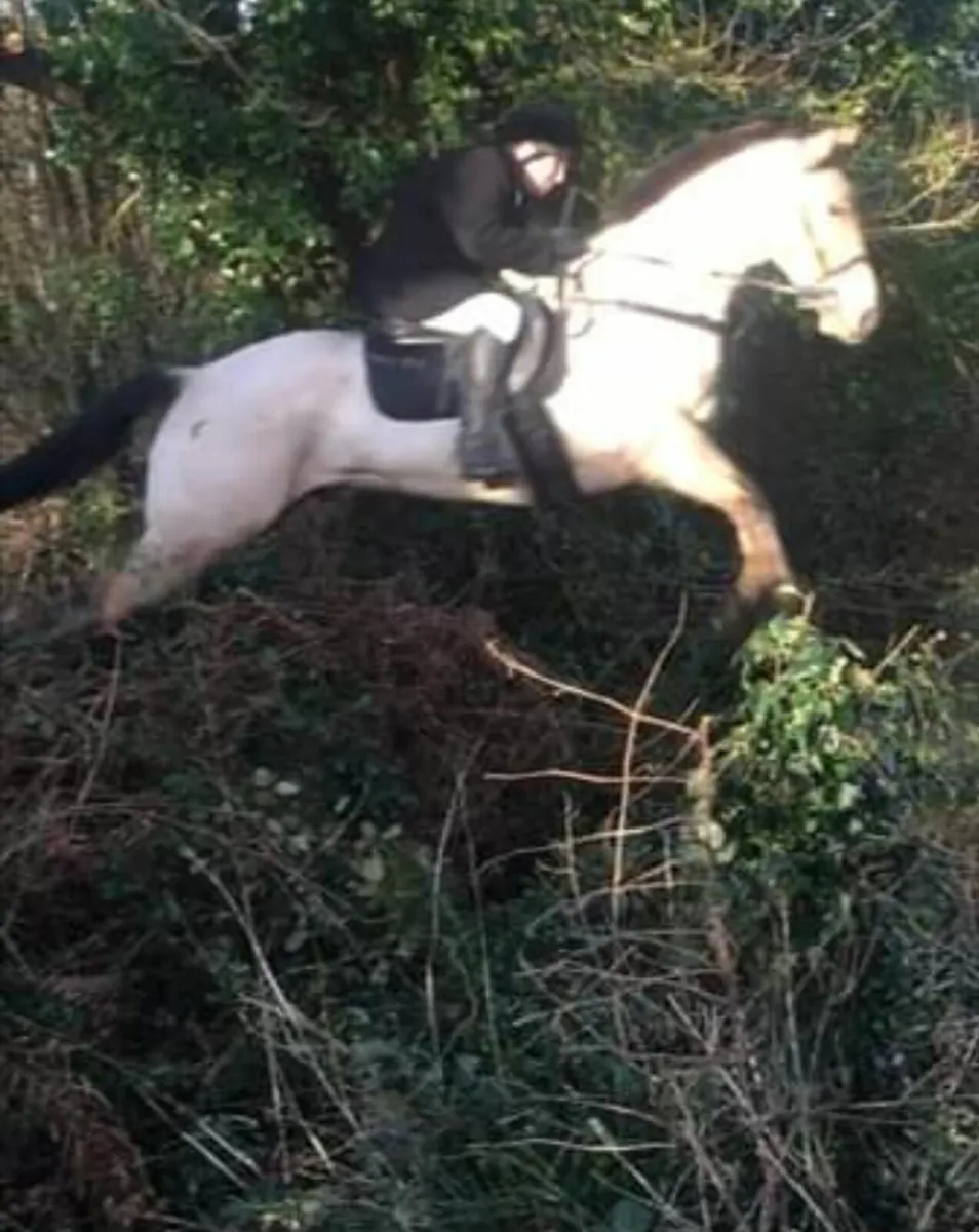 Horse - Image 2