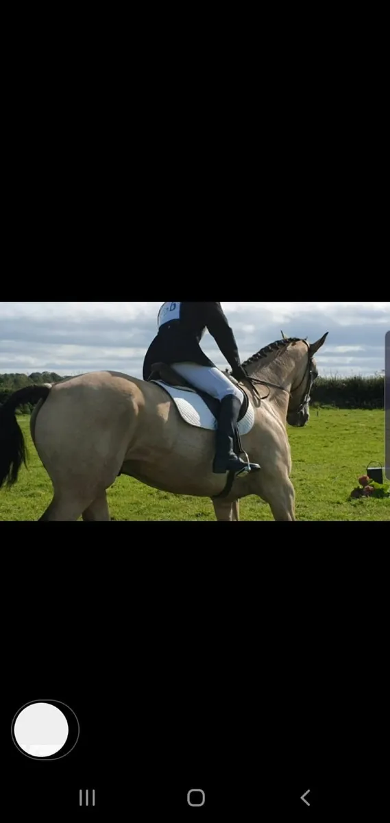 Horse - Image 3