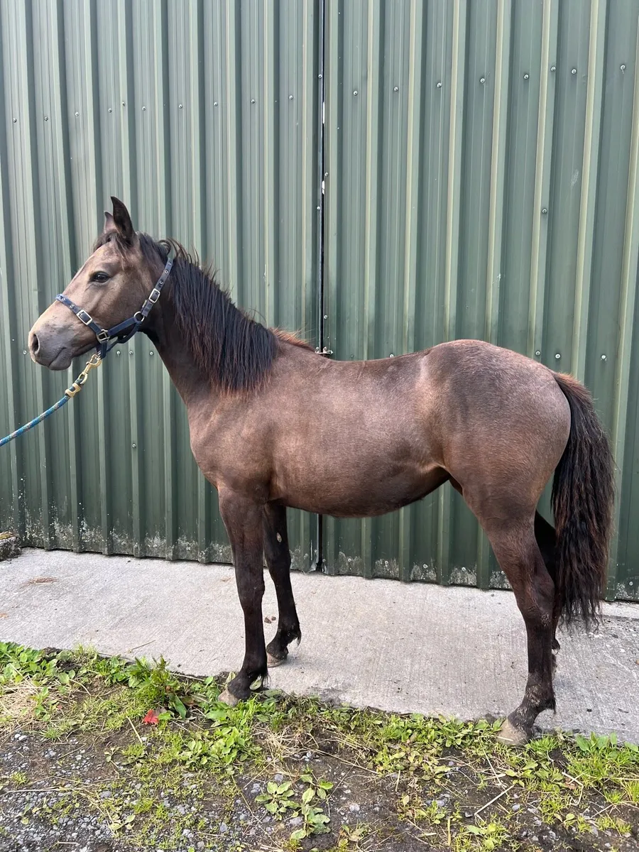 Connemara pony yearling - Image 3