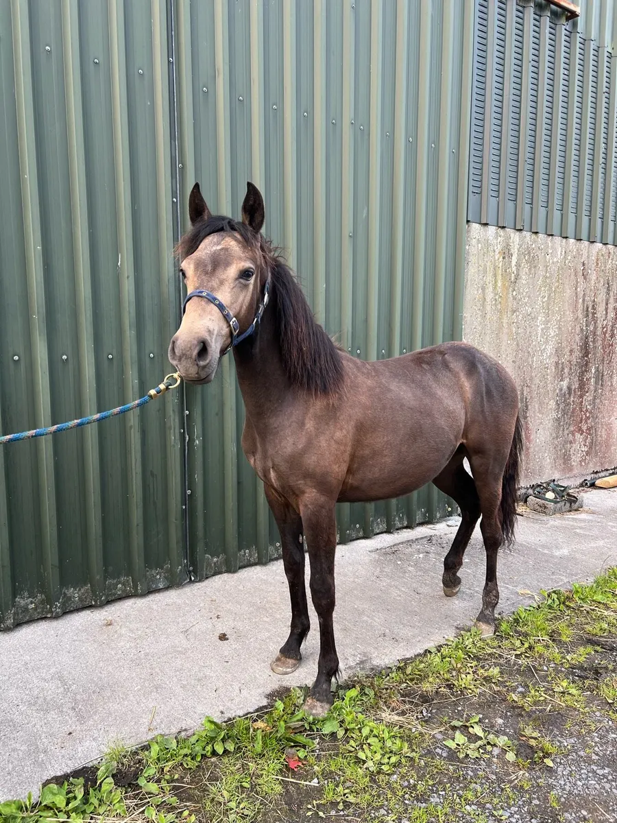 Connemara pony yearling - Image 4