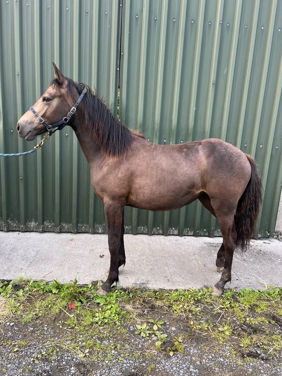 Connemara pony yearling - Image 1