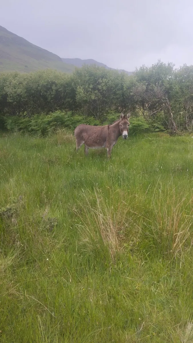 Irish Mare donkey - Image 2