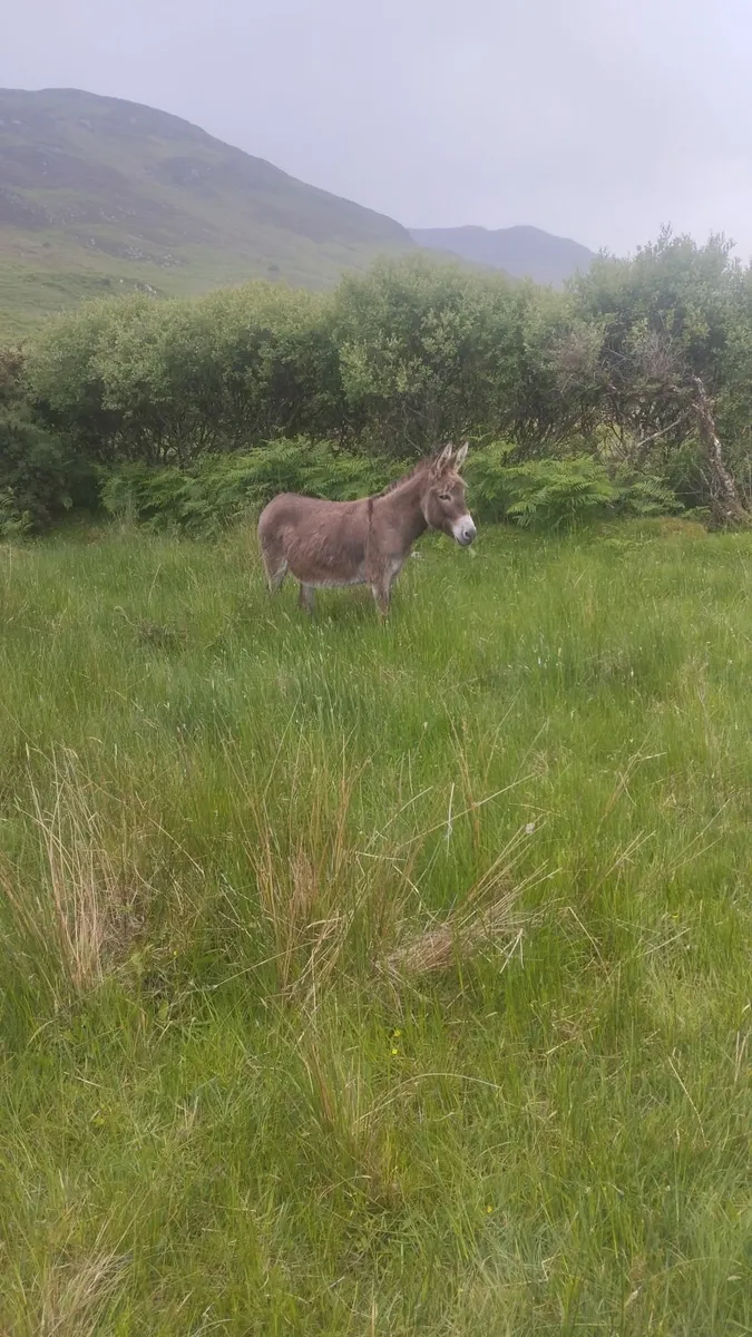 Irish Mare donkey - Image 1