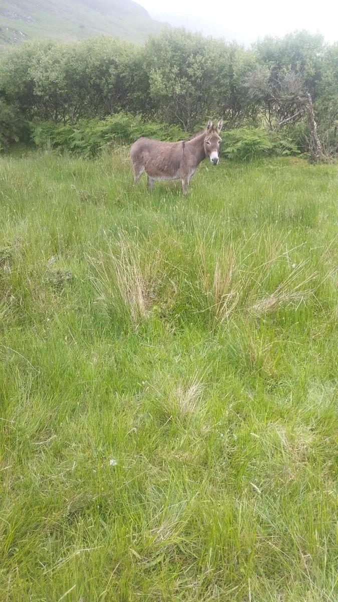 Irish Mare donkey - Image 3