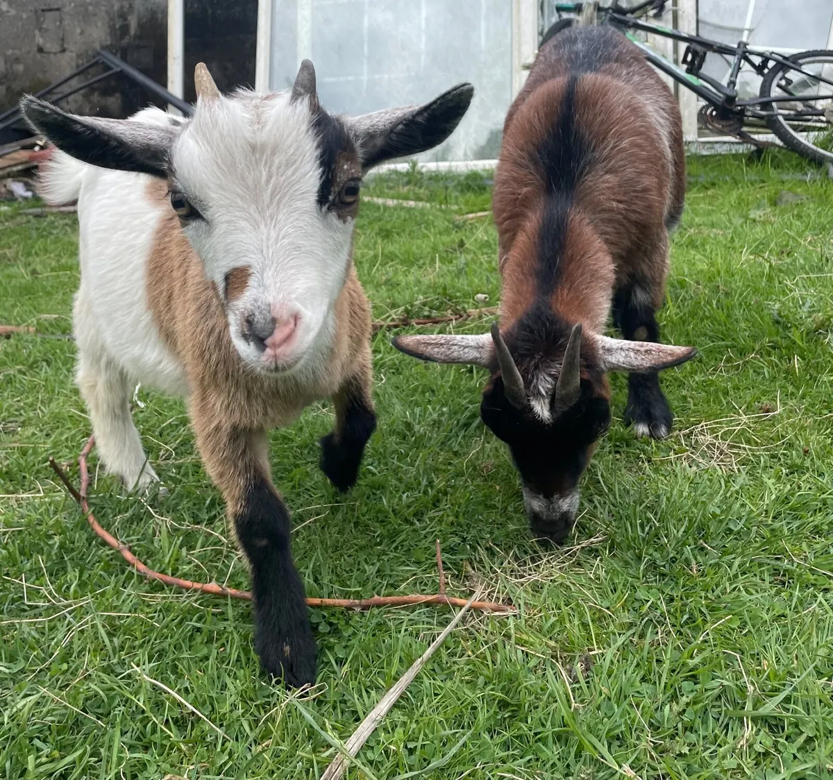 2  female pygmy goats - Image 1