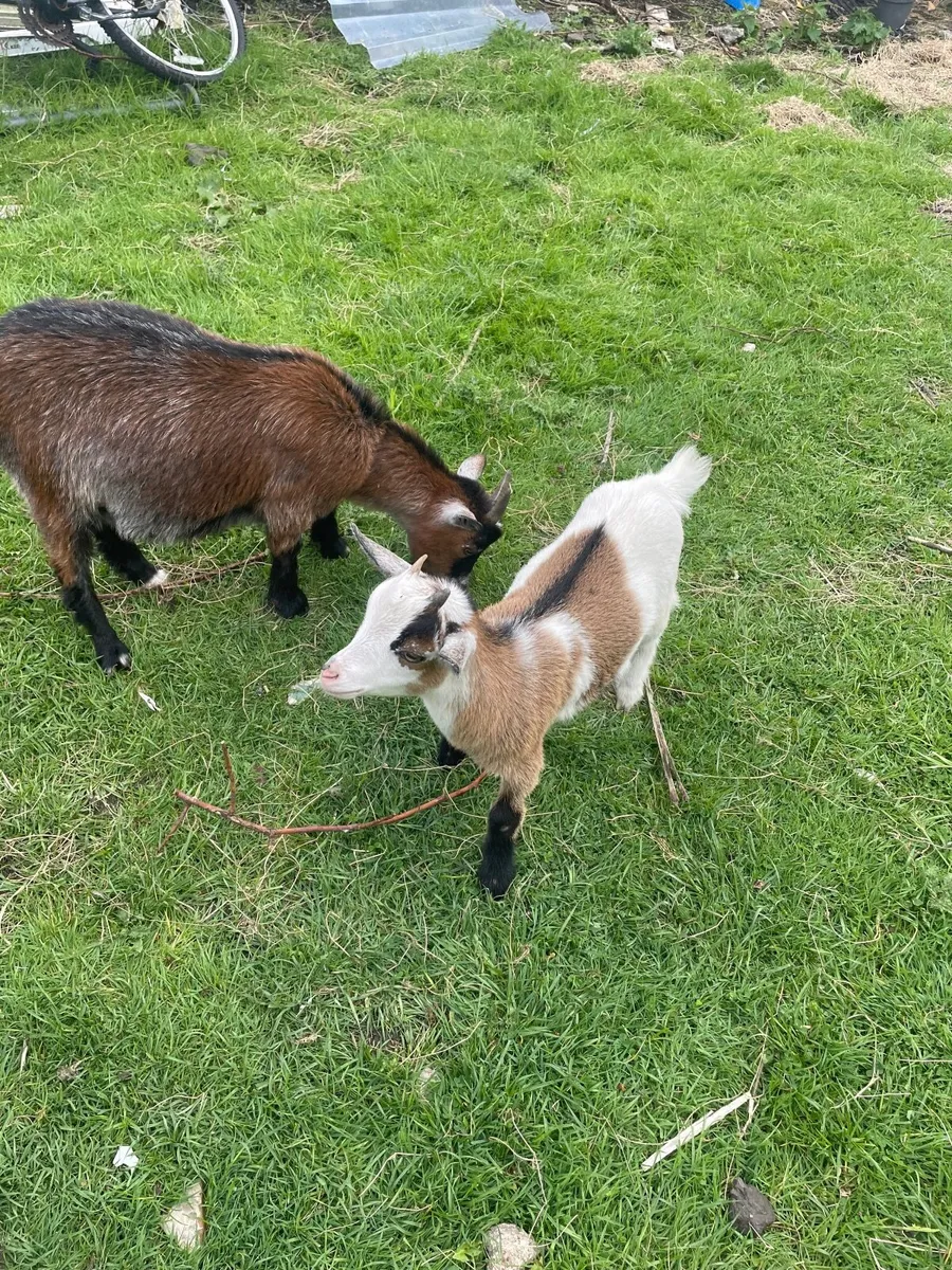 2  female pygmy goats - Image 2