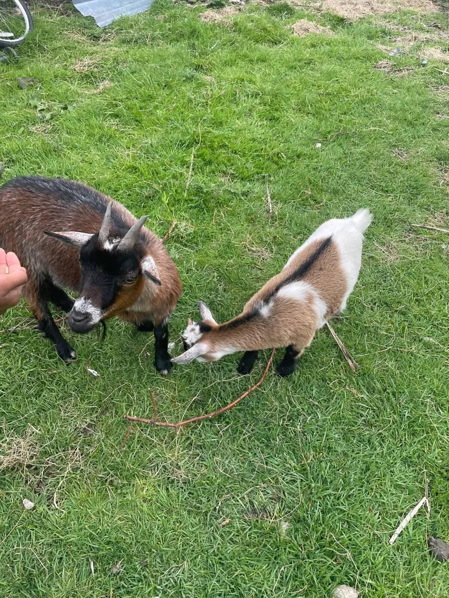 2  female pygmy goats - Image 3