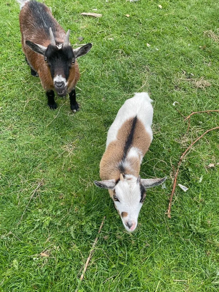 2  female pygmy goats - Image 4