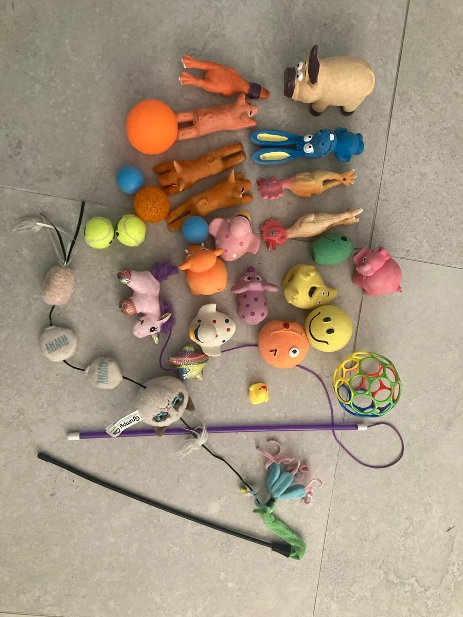Squeaky toys and ferret harness - Image 1
