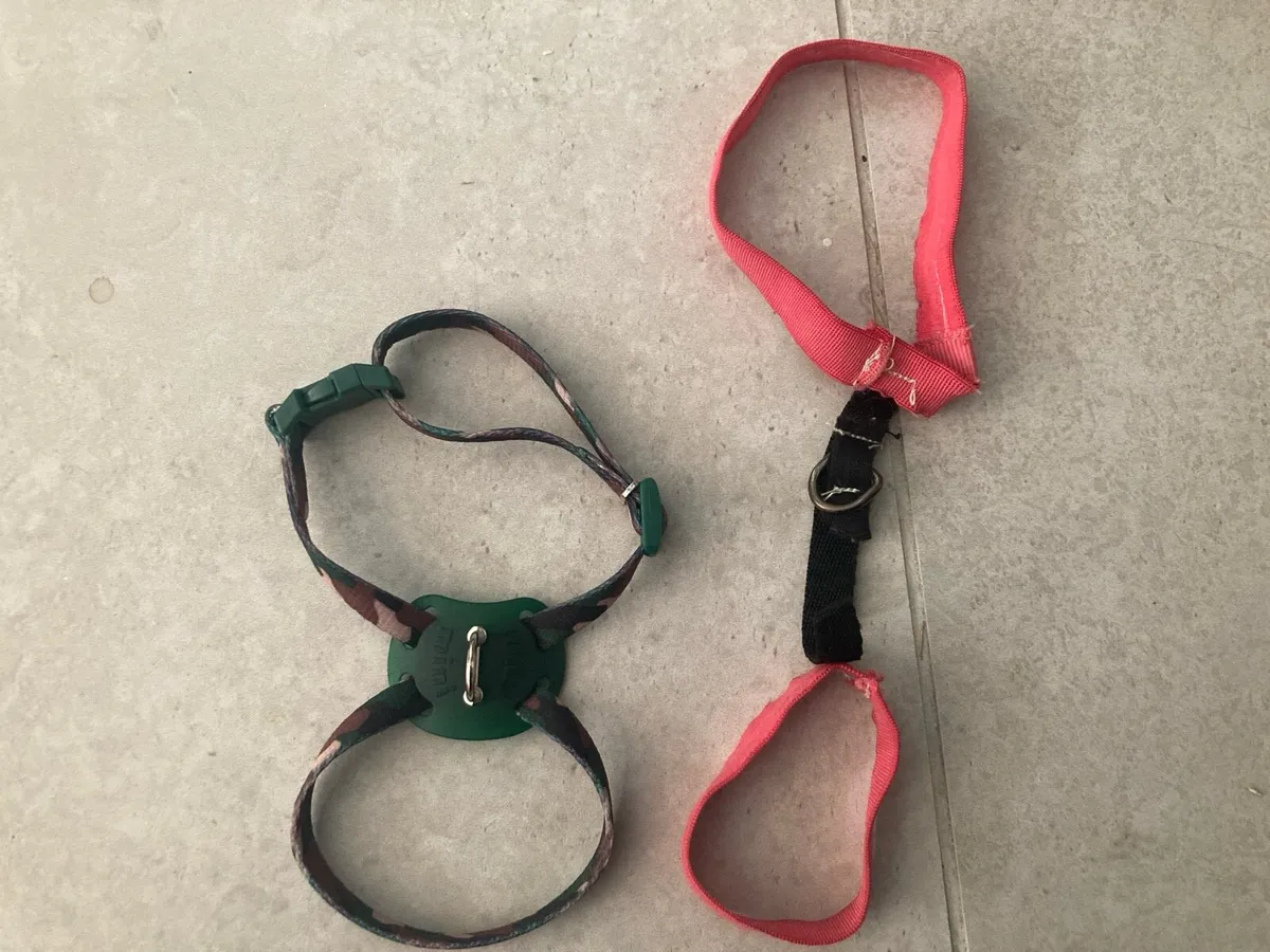 Squeaky toys and ferret harness - Image 3