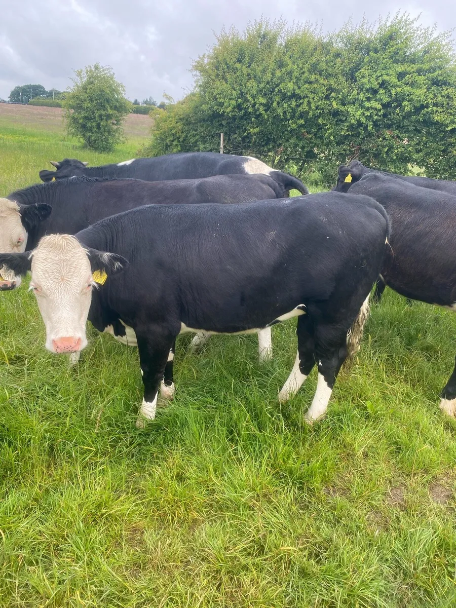 7 Hereford heifers - Image 1