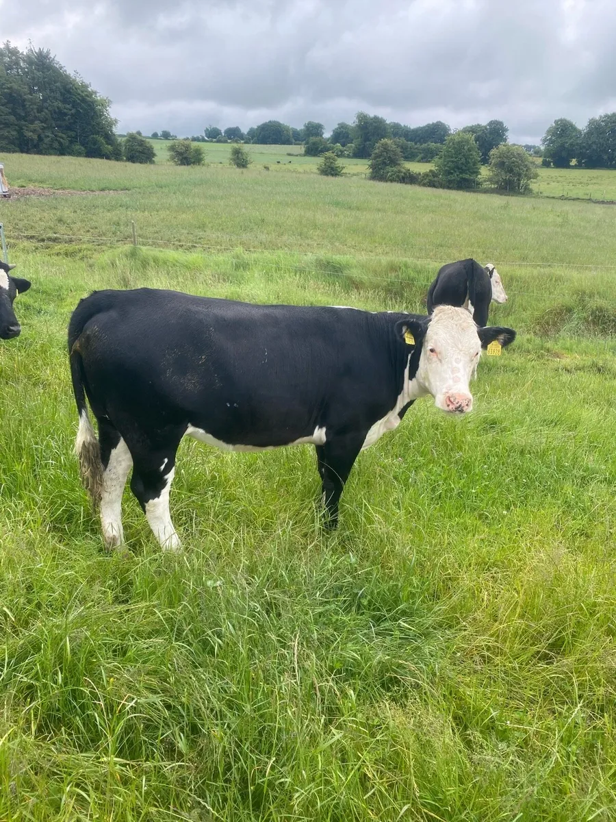 7 Hereford heifers - Image 2