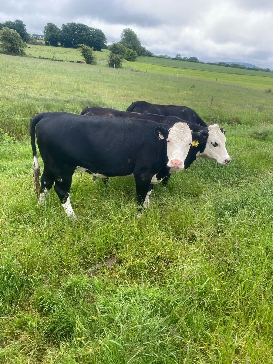 7 Hereford heifers - Image 3