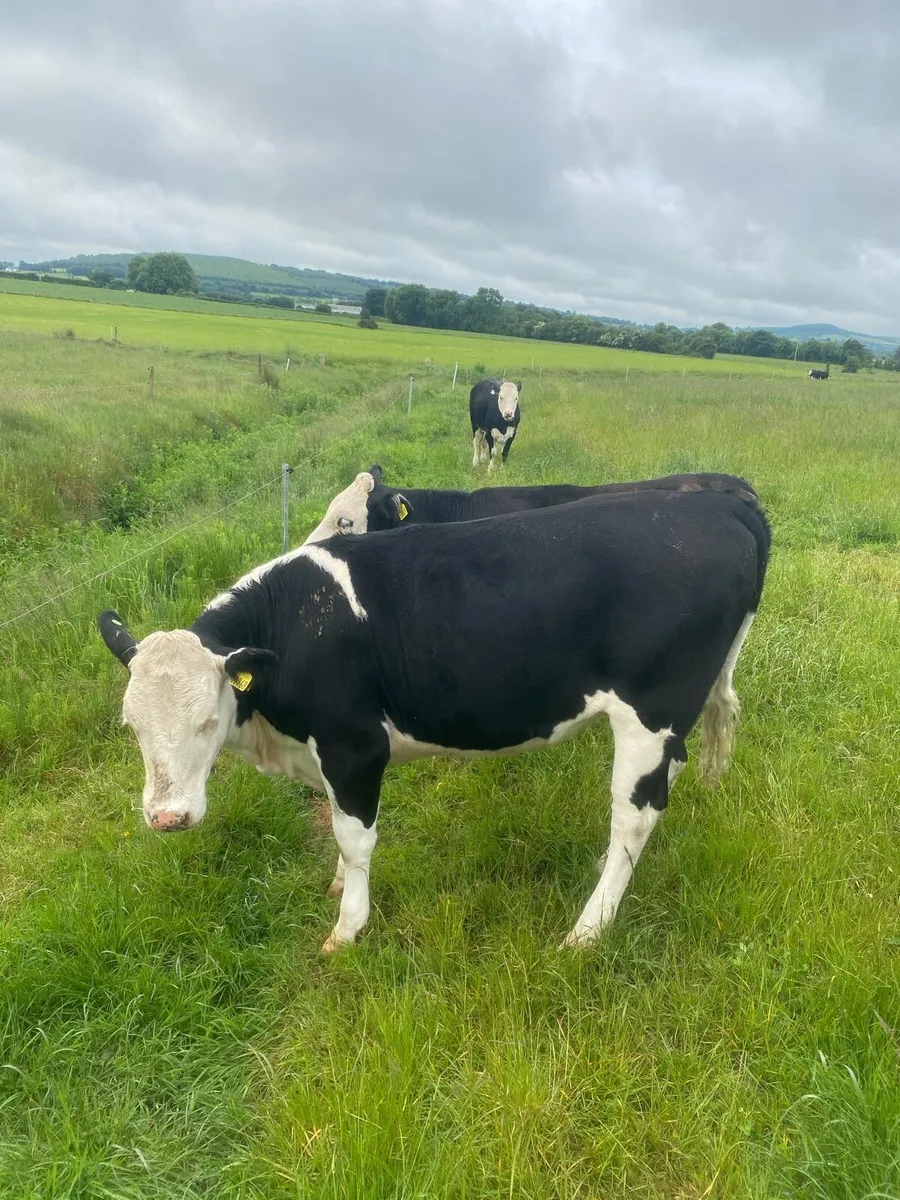 7 Hereford heifers - Image 4