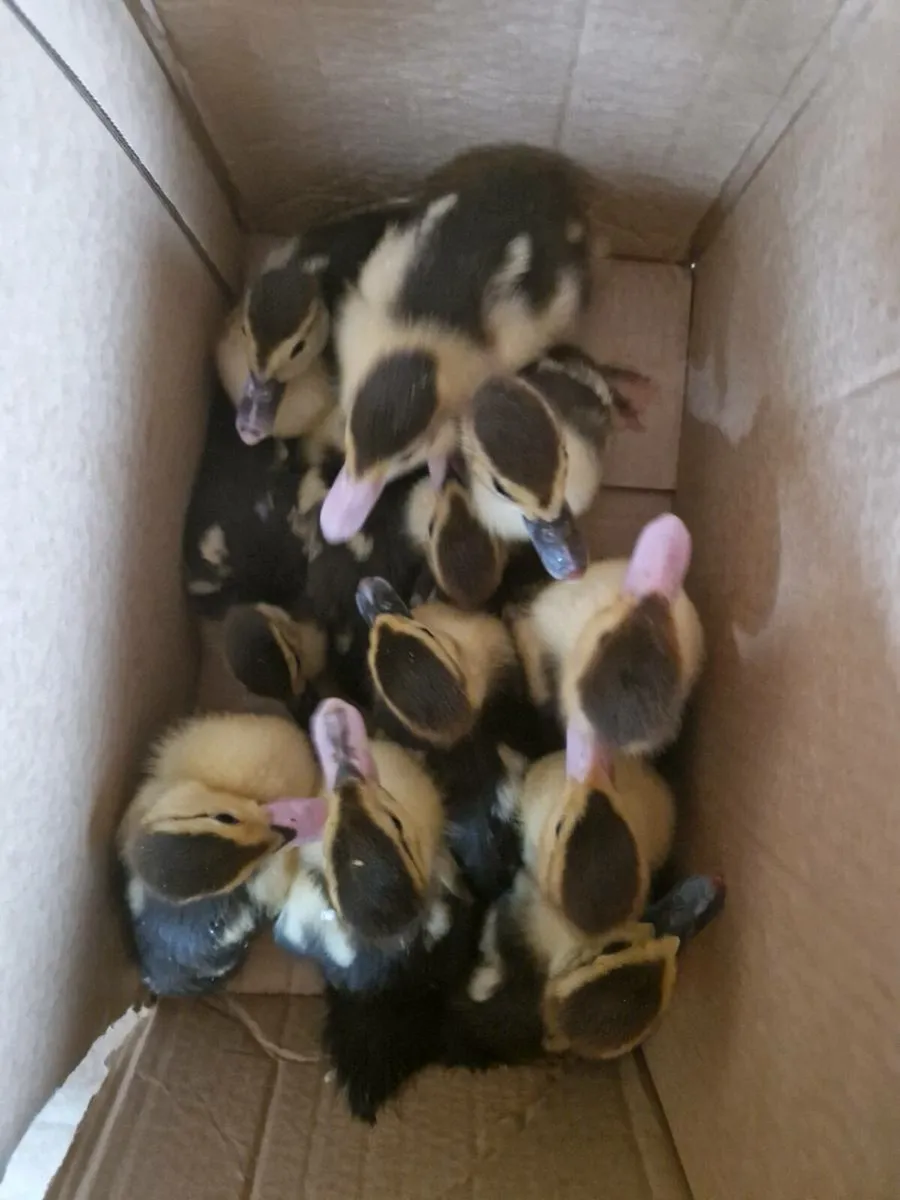 Geese & Pekins & Ducklings - Image 1