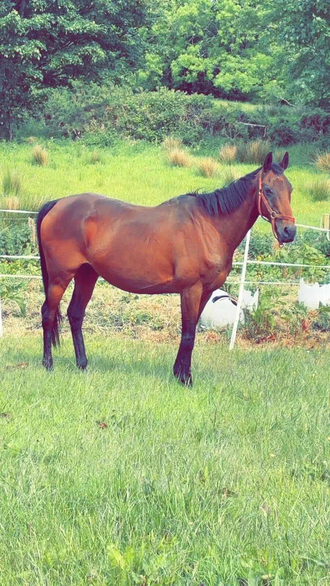 Thoroughbred broodmare - Image 1