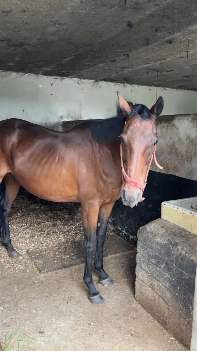 Thoroughbred broodmare - Image 2