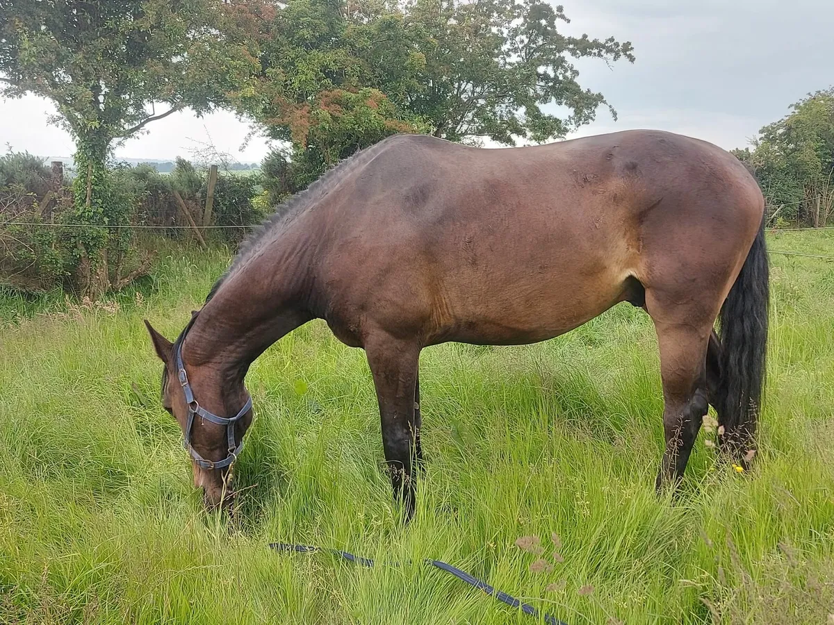 Gelding ready for Breaking - Image 2