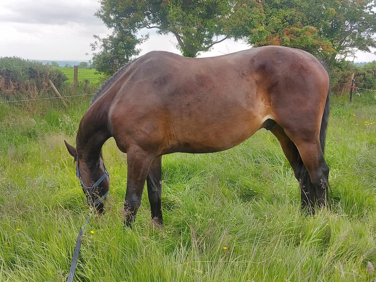 Gelding ready for Breaking - Image 3