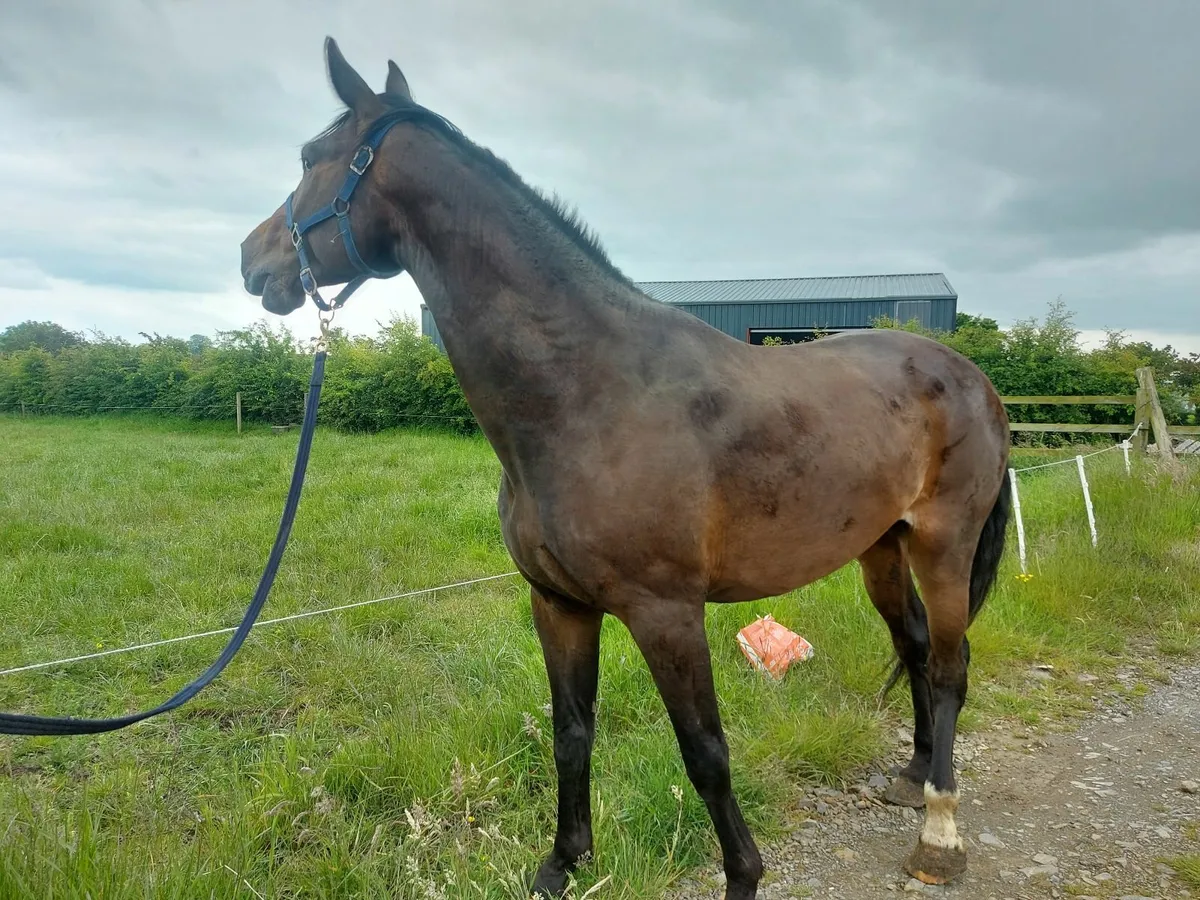Gelding ready for Breaking - Image 4