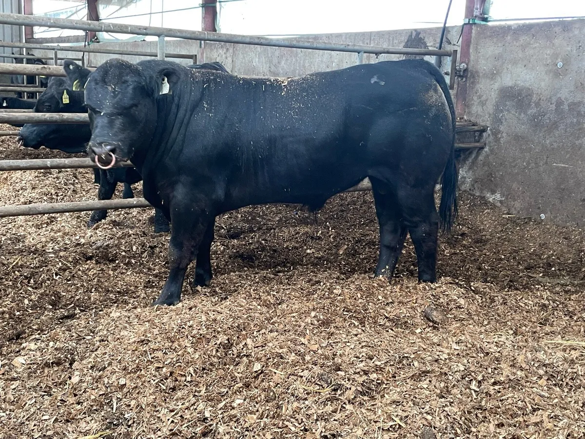 Selection of Angus bulls - Image 1