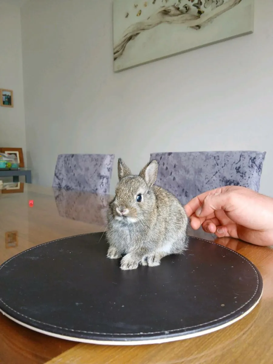 Neatherland dwarf rabbits - Image 3