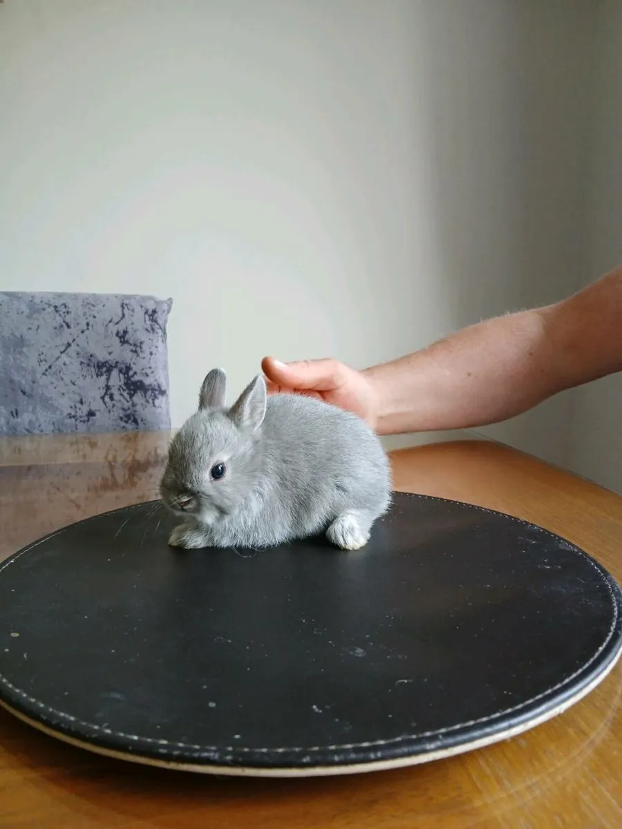 Neatherland dwarf rabbits - Image 4
