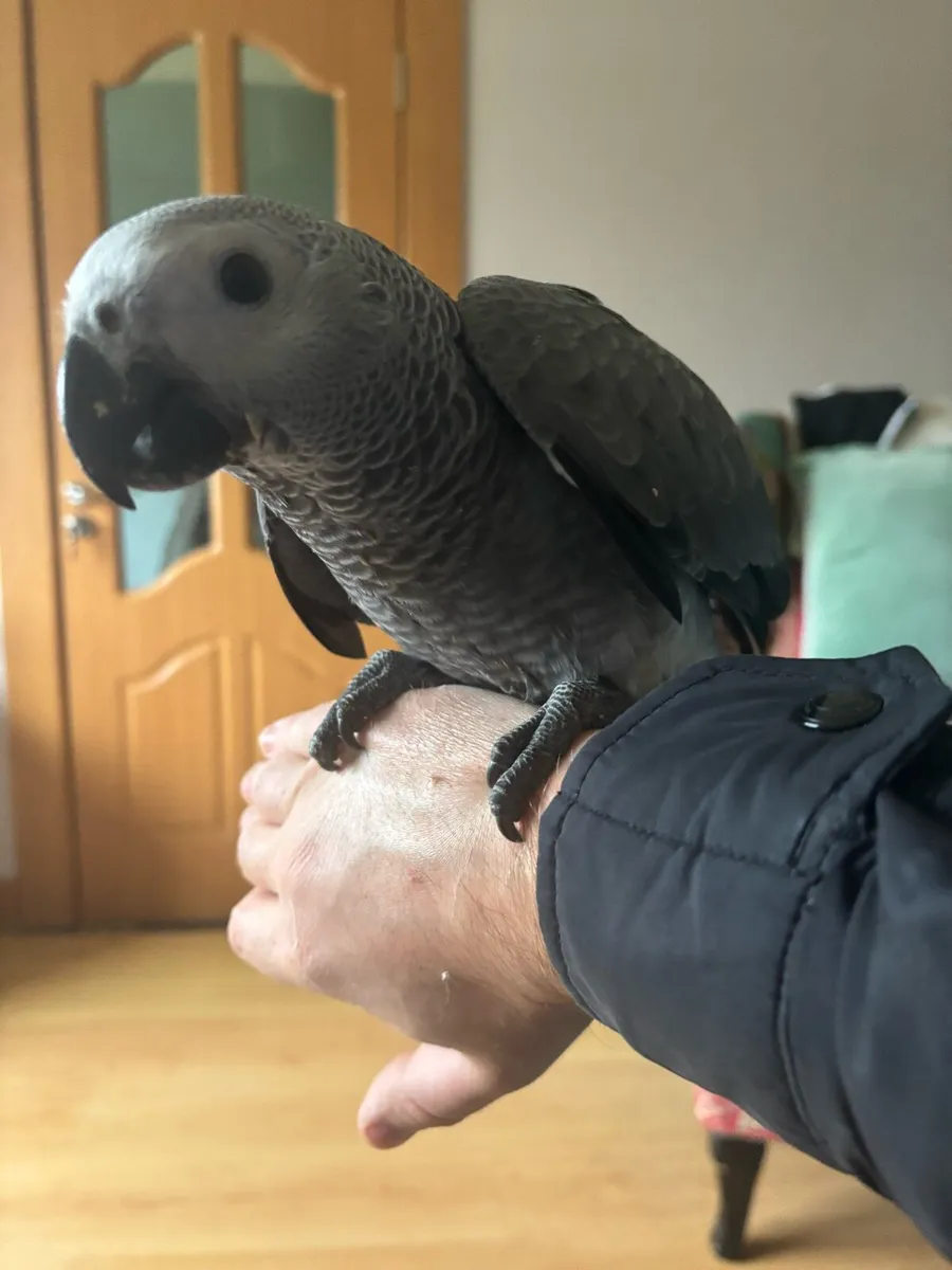 African grey - Image 1