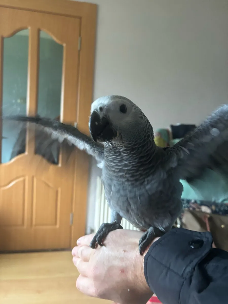 African grey - Image 2