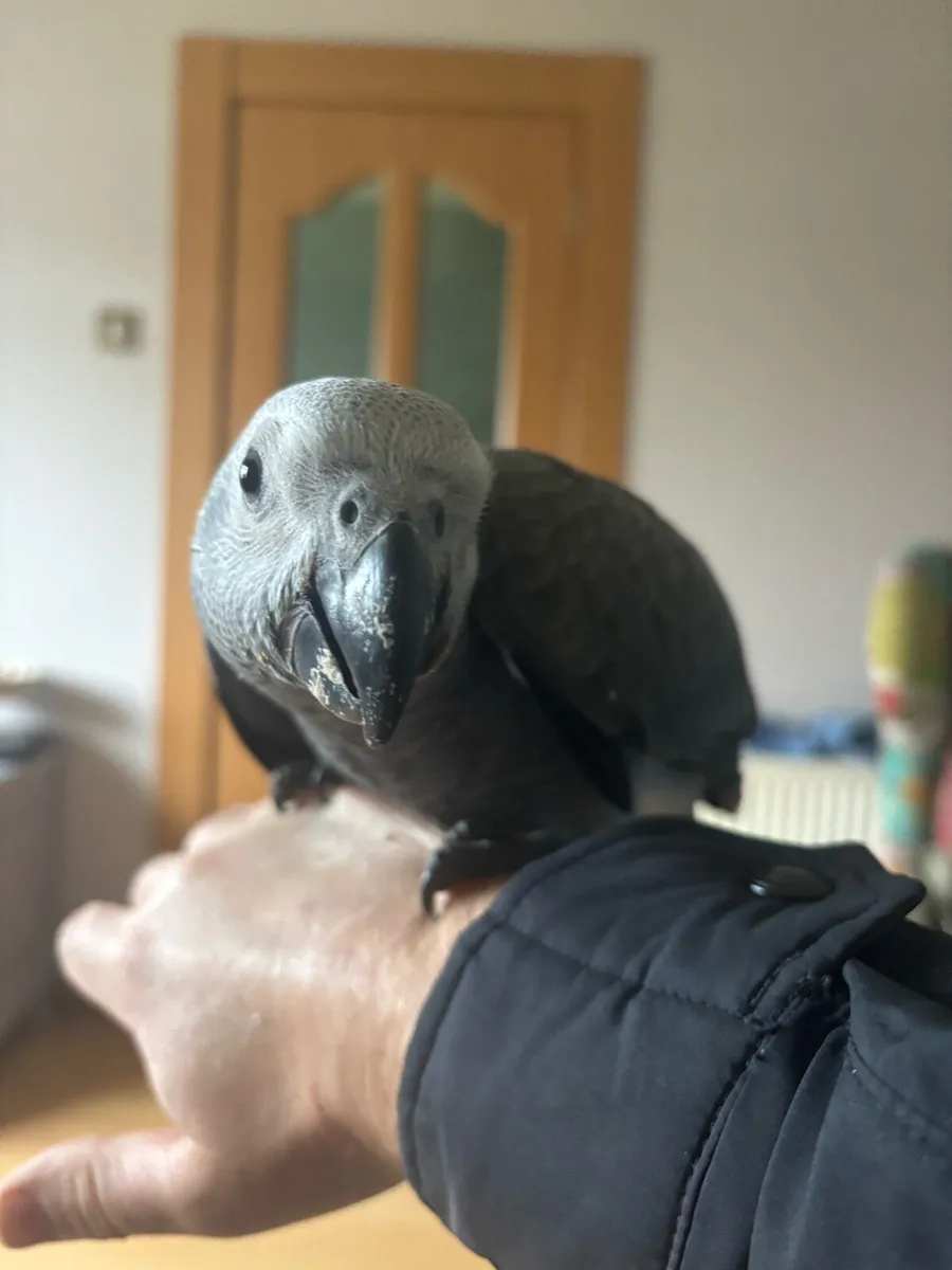 African grey - Image 3