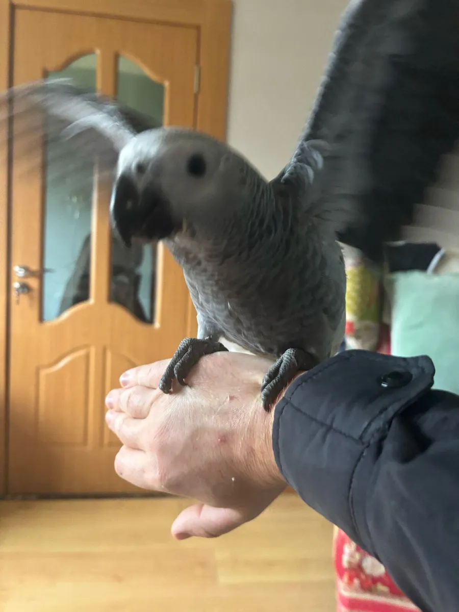 African grey - Image 4