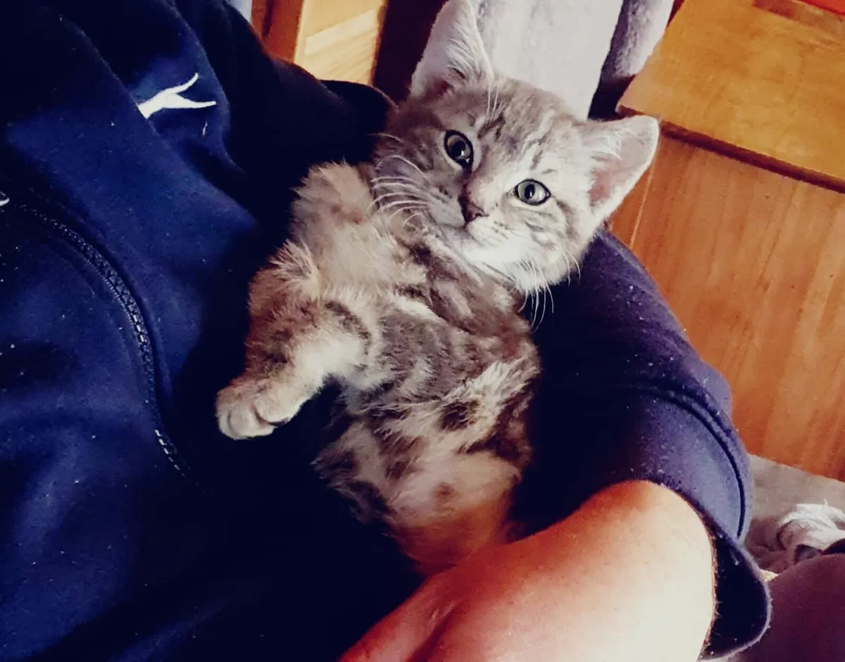 Kittens! British shorthair x Russian blue - Image 2