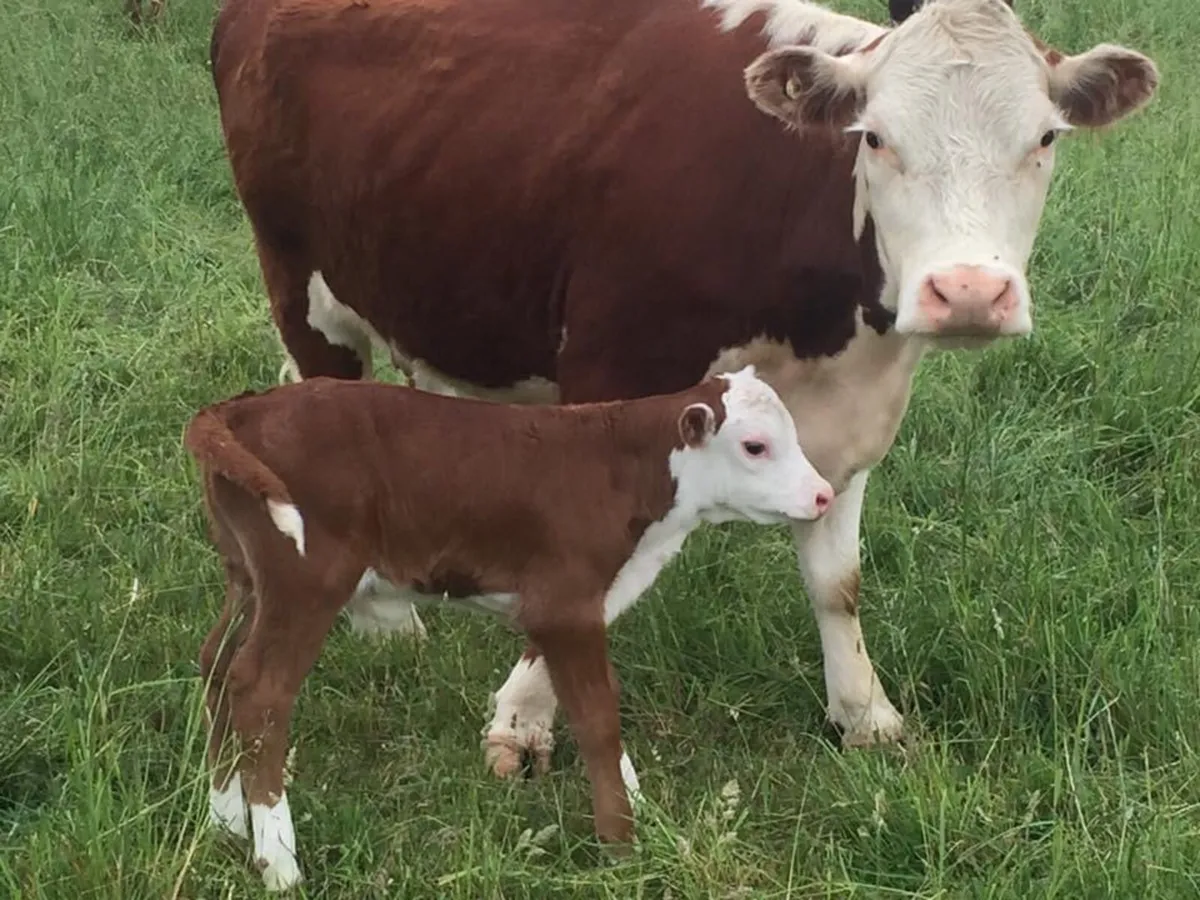 Wanted heifers and calves - Image 1