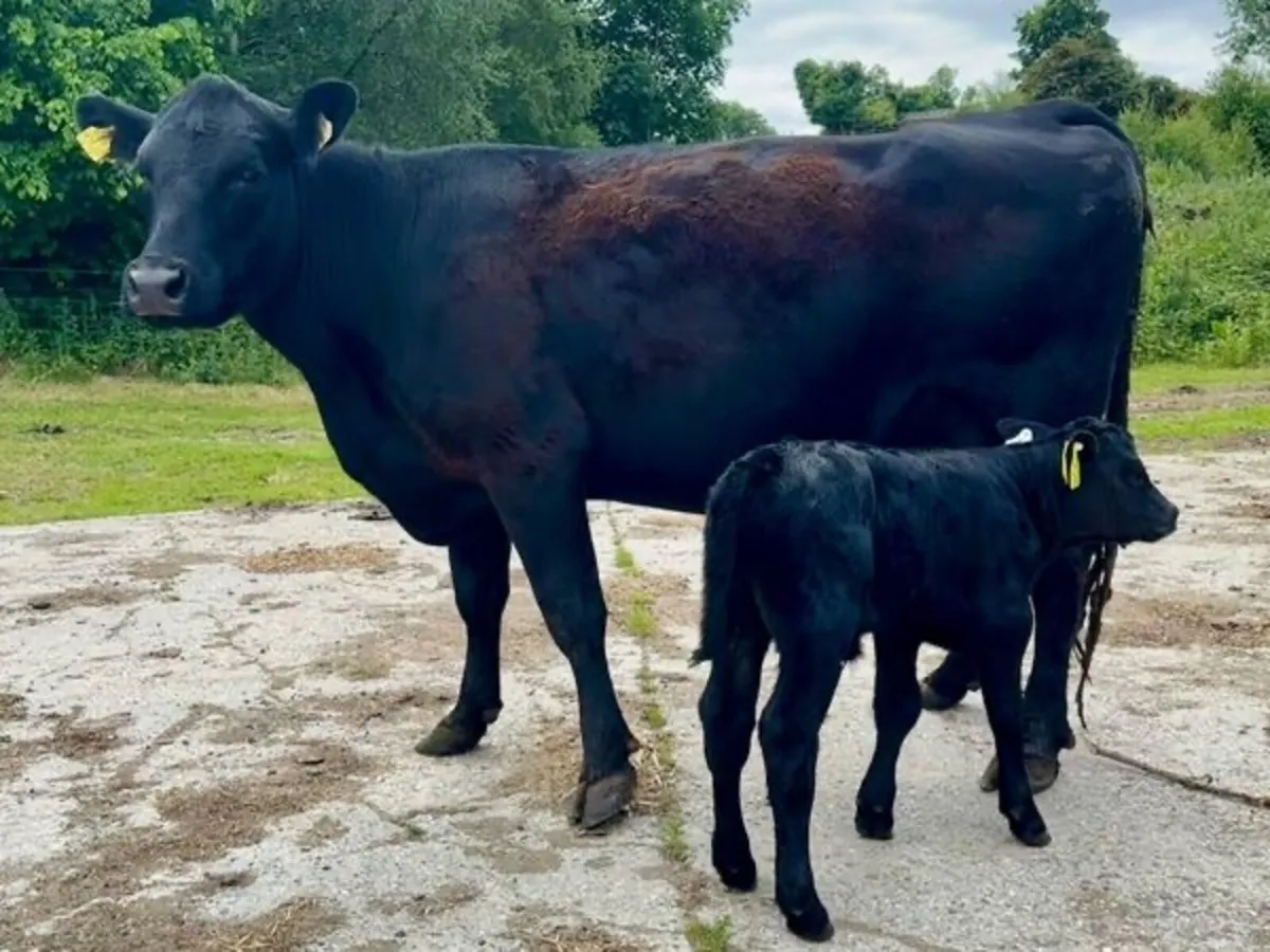 Wanted heifers and calves - Image 2