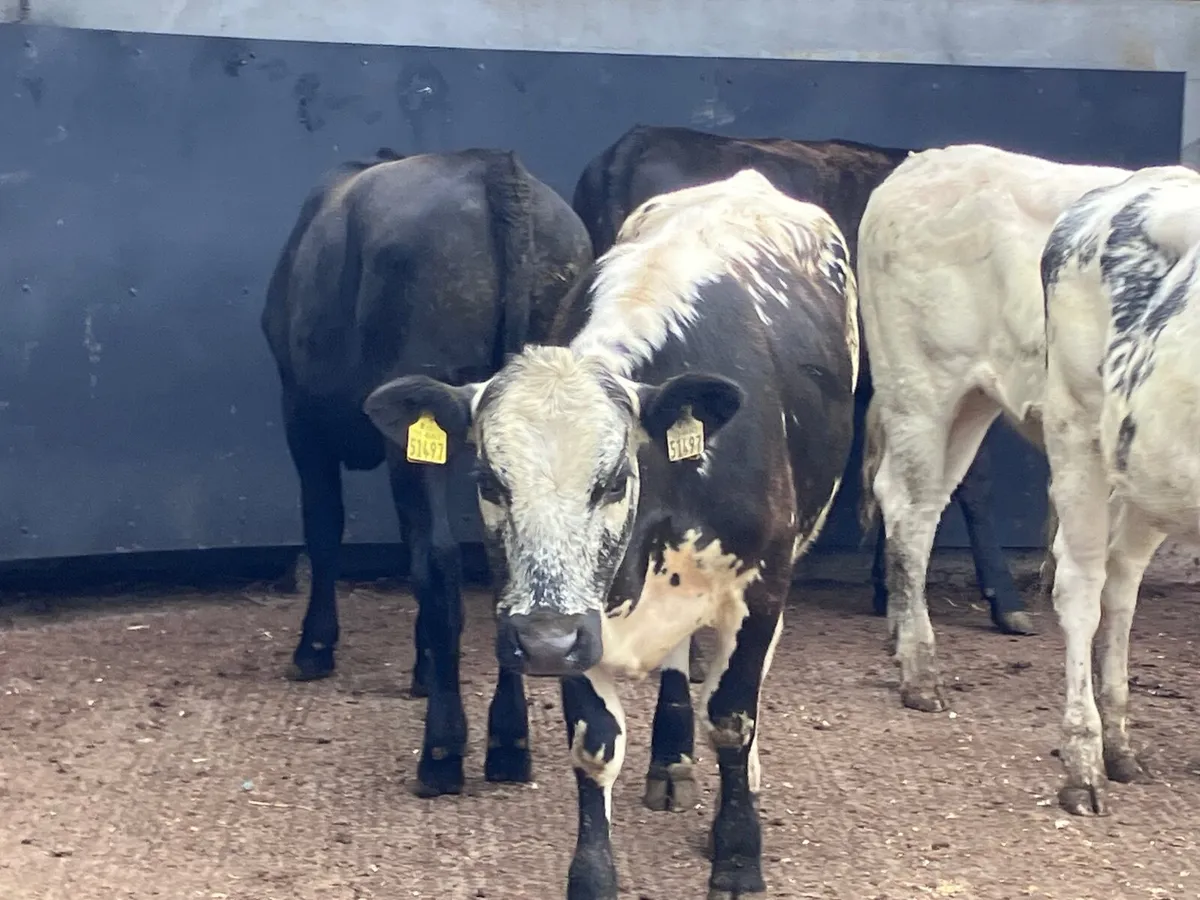 6 store heifers for sale - Image 3