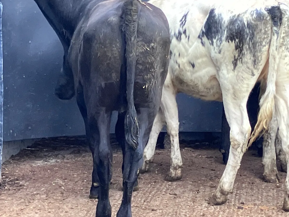 6 store heifers for sale - Image 4