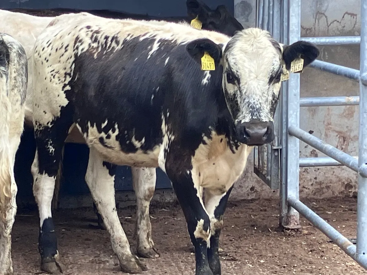 6 store heifers for sale - Image 1