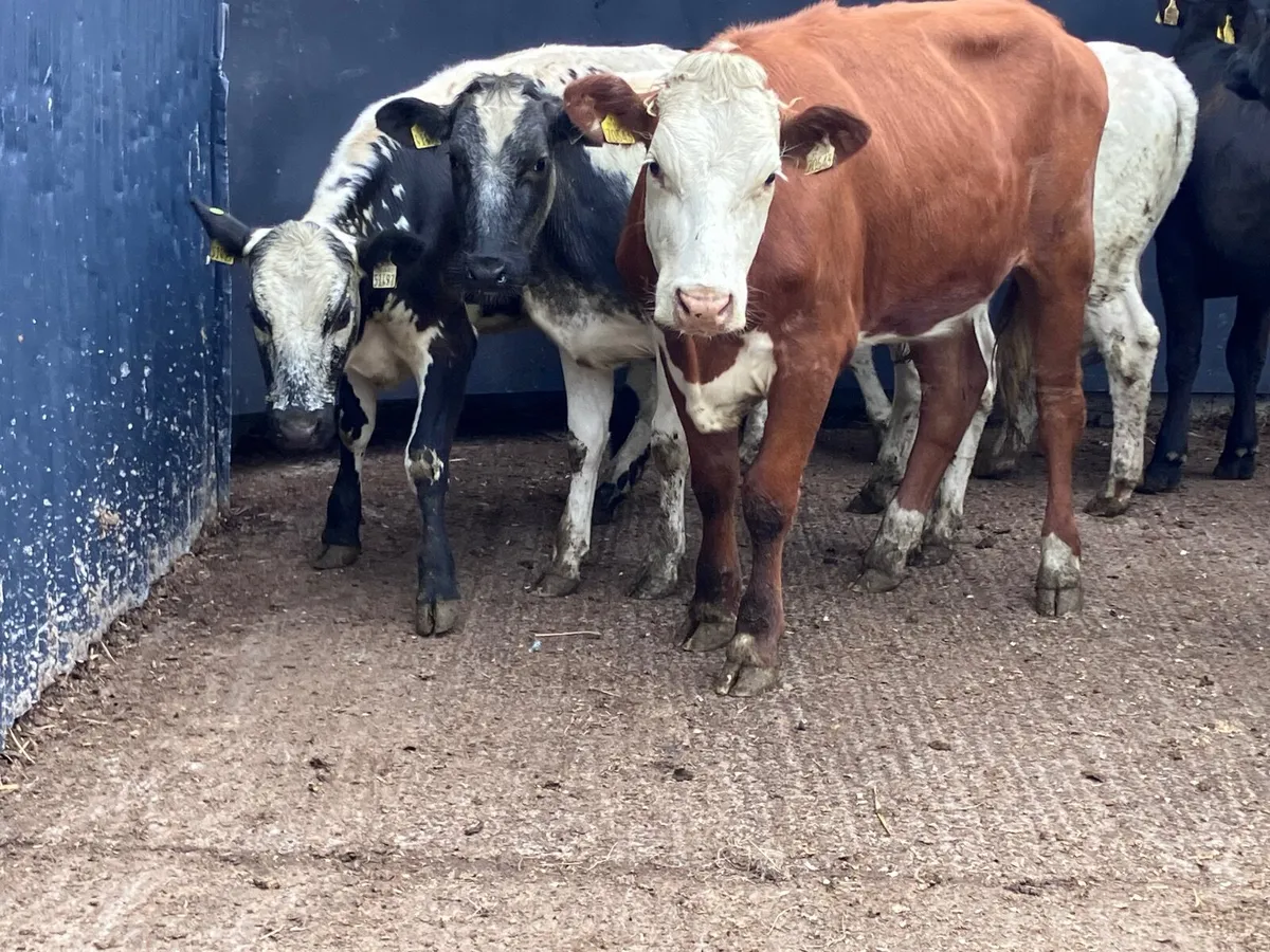 6 store heifers for sale - Image 2