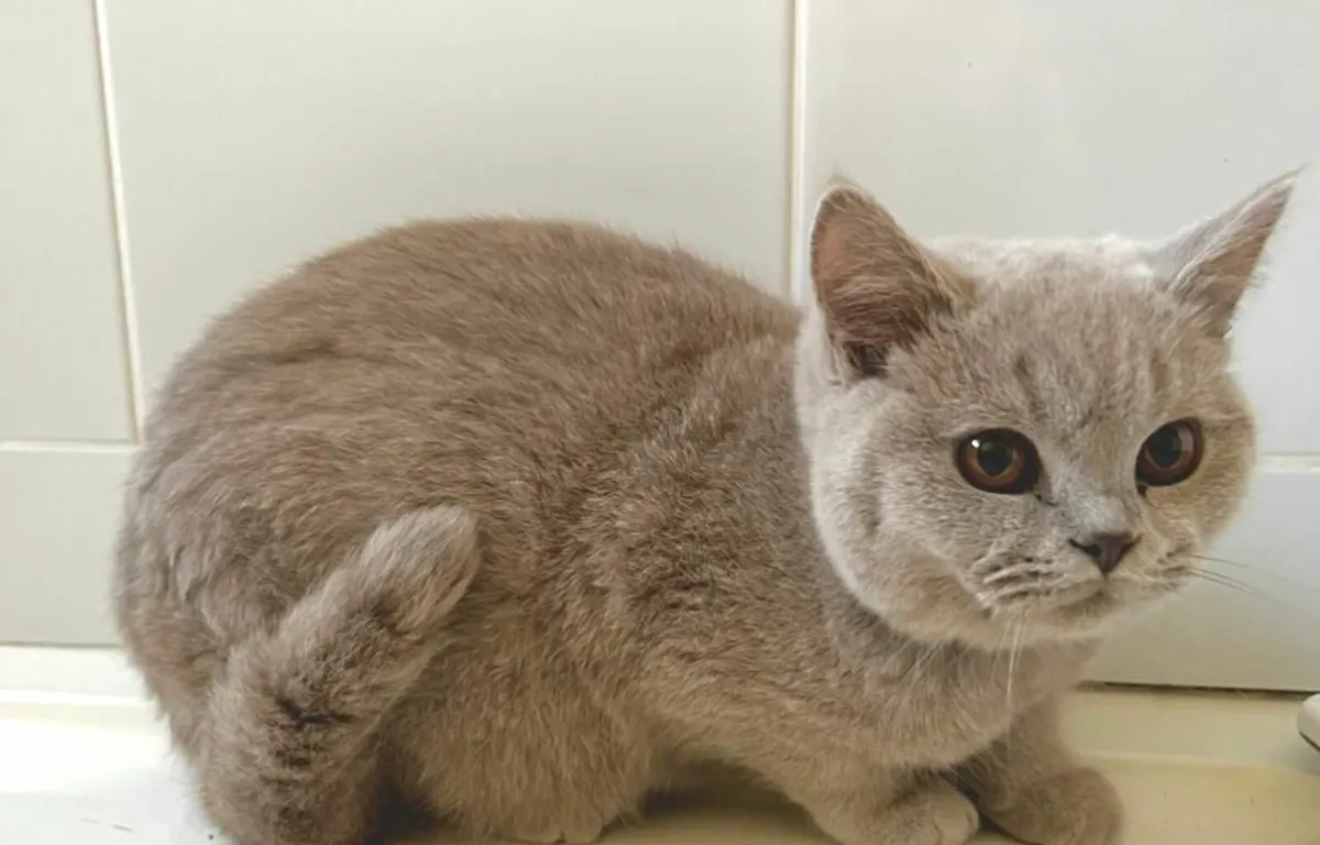 GCCFI Reg British Shorthair Female - Image 1