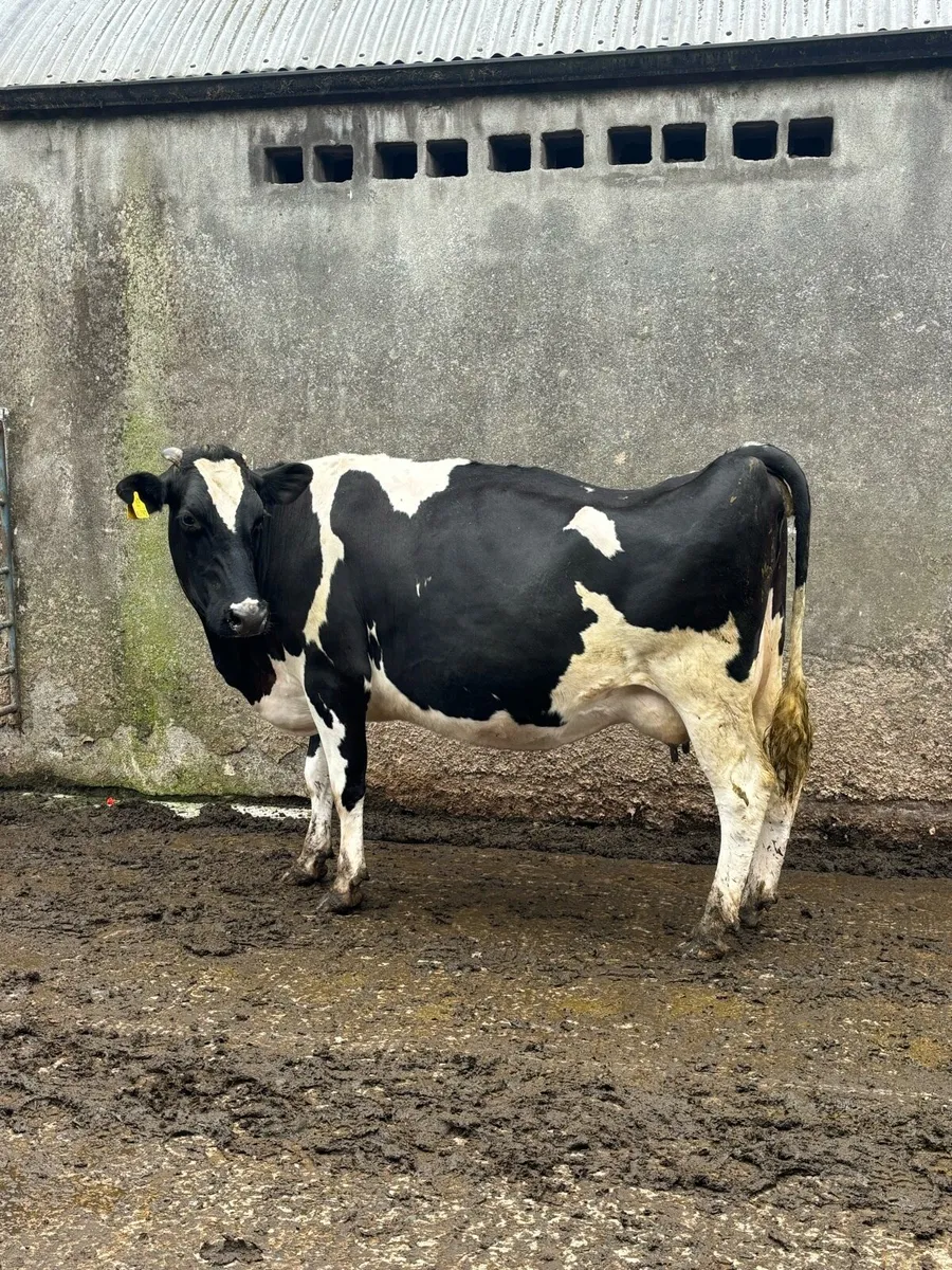 Springing young cow - Image 1