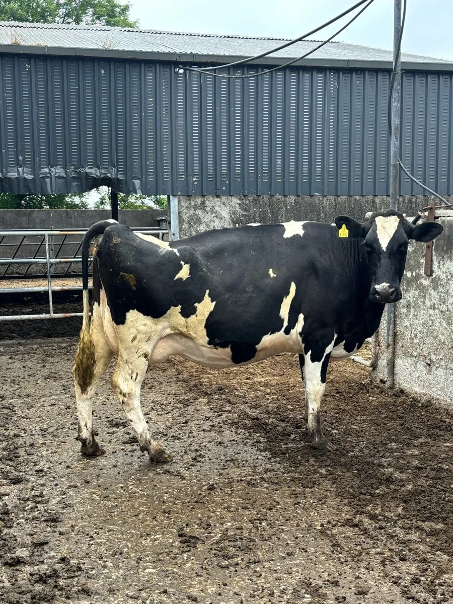 Springing young cow - Image 2